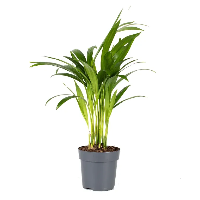 Dypsis lutescens 11 cm