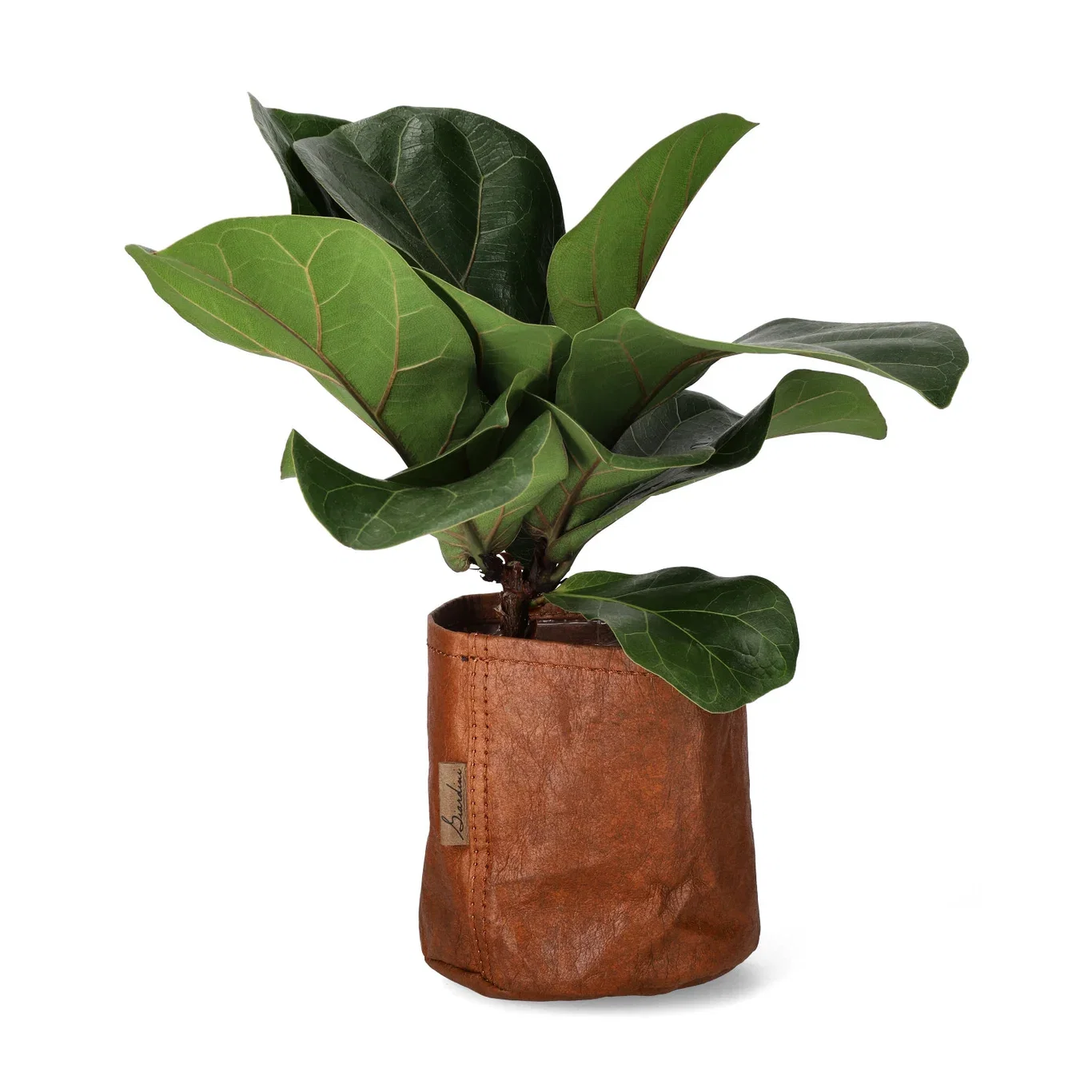 Ficus lyrata 11 cm