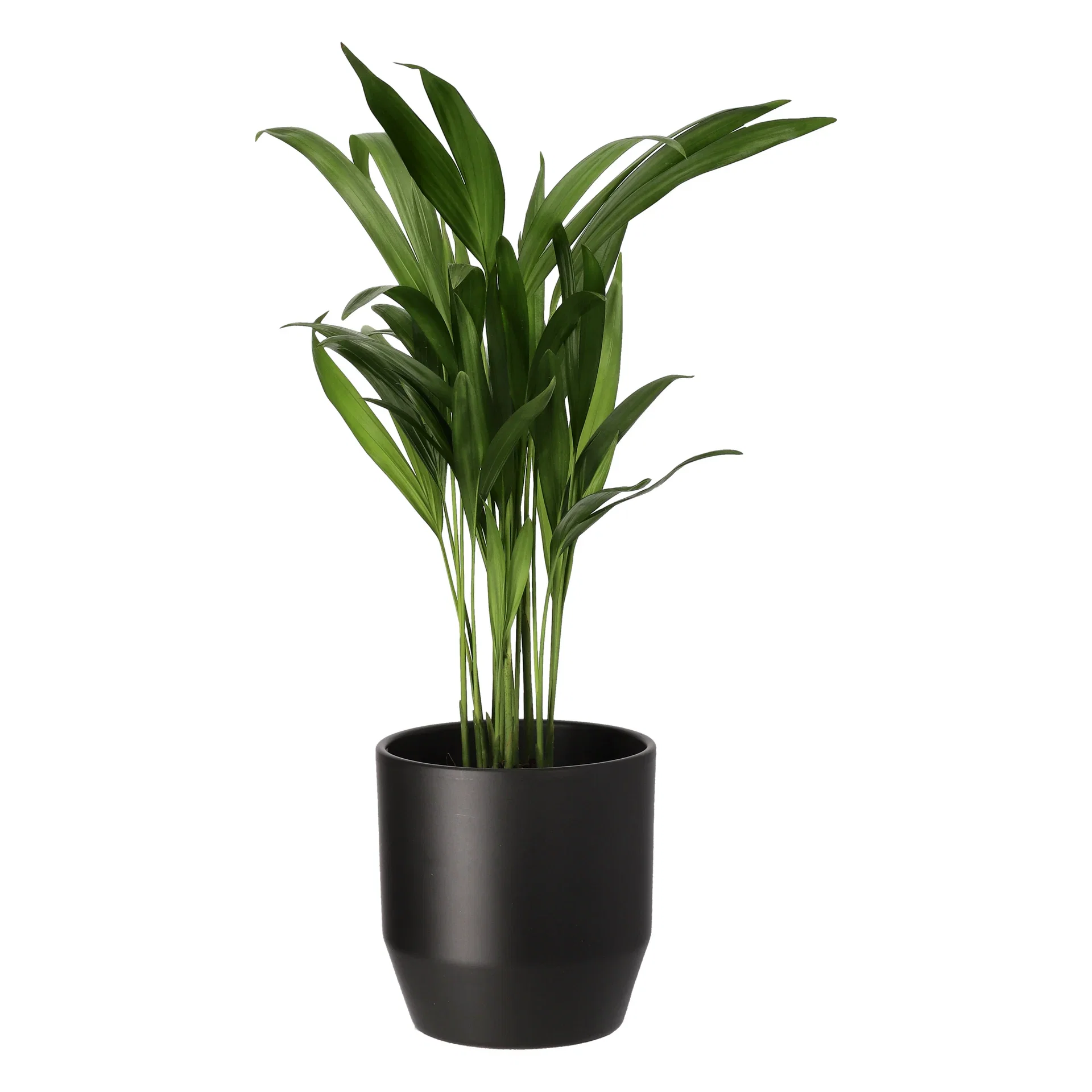 Dypsis lutescens 11 cm