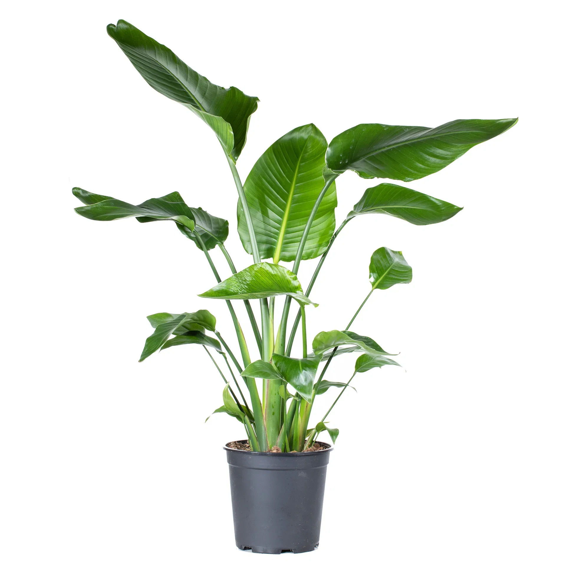 Strelitzia nicolai 24 cm