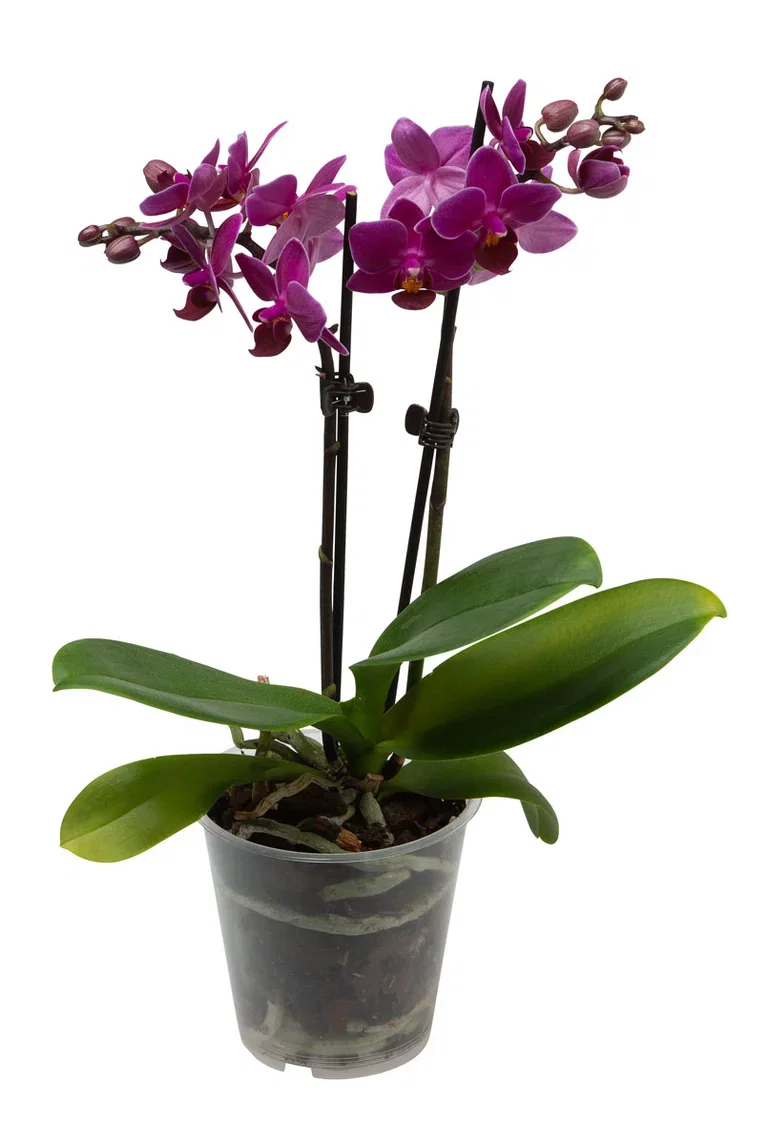 Phalaenopsis