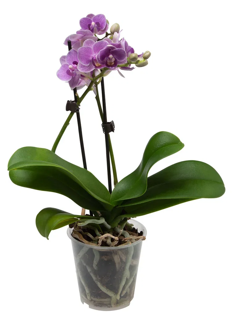 Phalaenopsis
