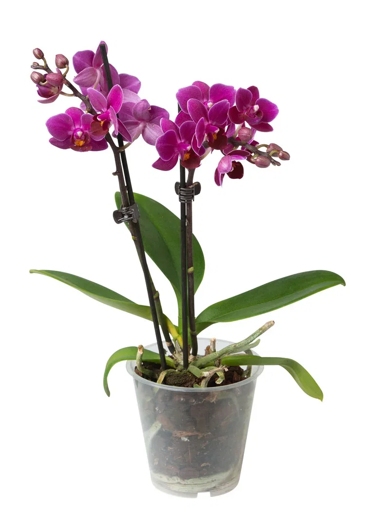 Phalaenopsis