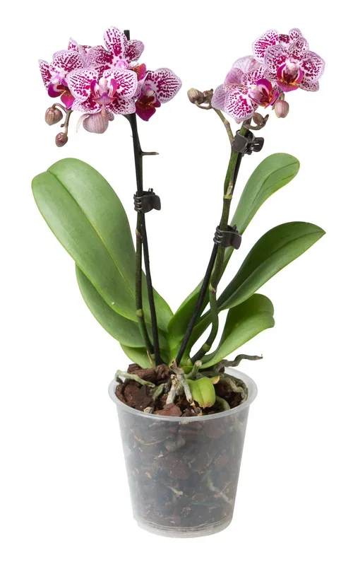 Phalaenopsis