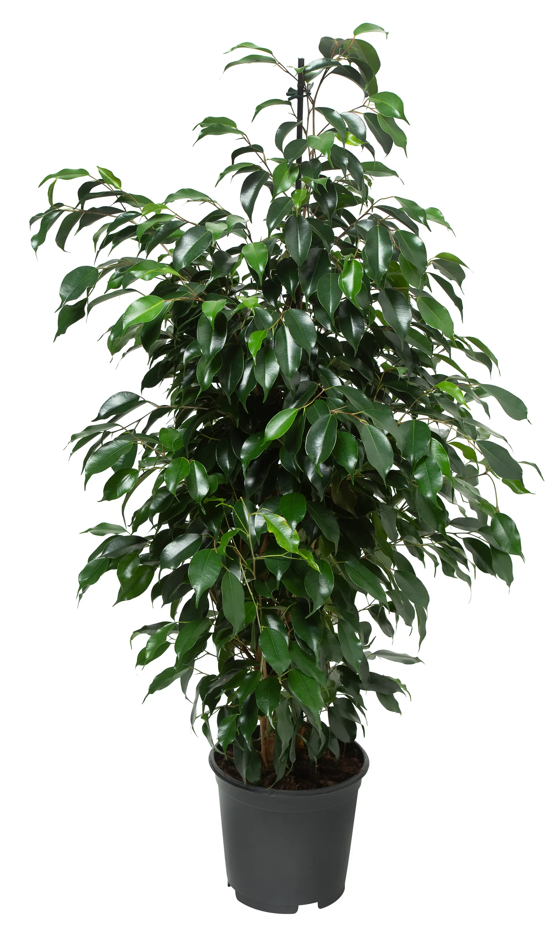 Ficus benjamina 'Danielle' pyramide 21 cm