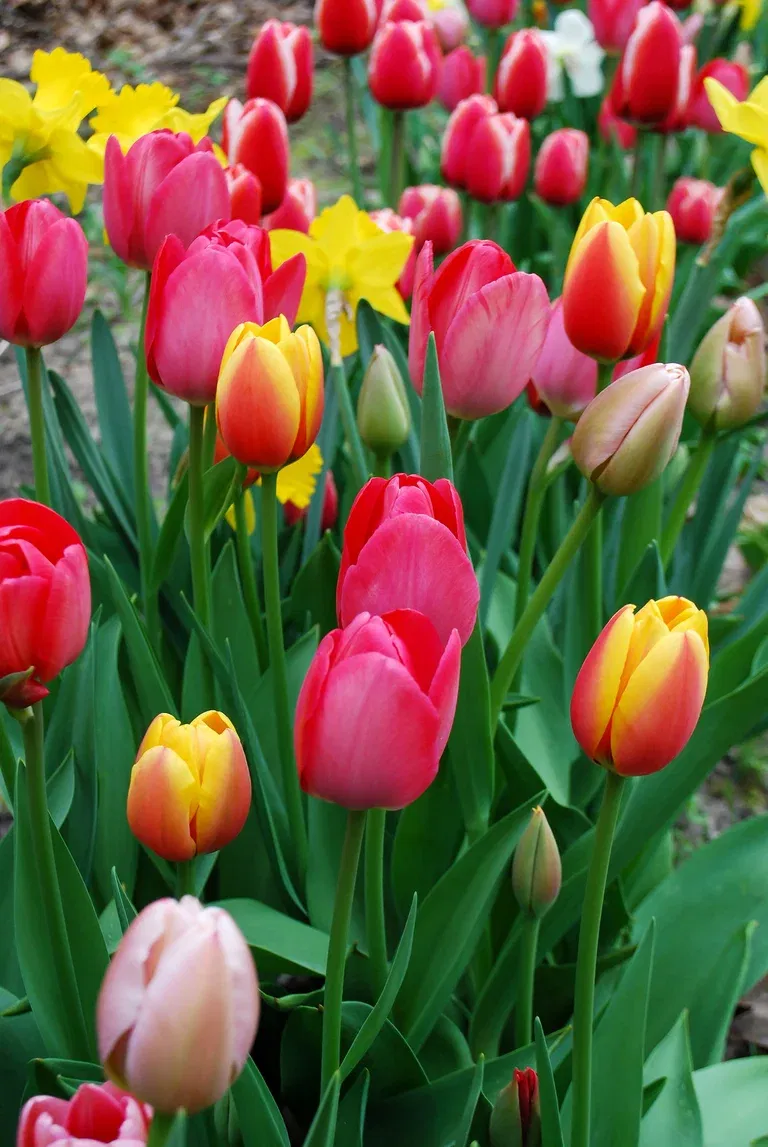 Tulipa Mix Darwin Hybrid - 12 bulbs