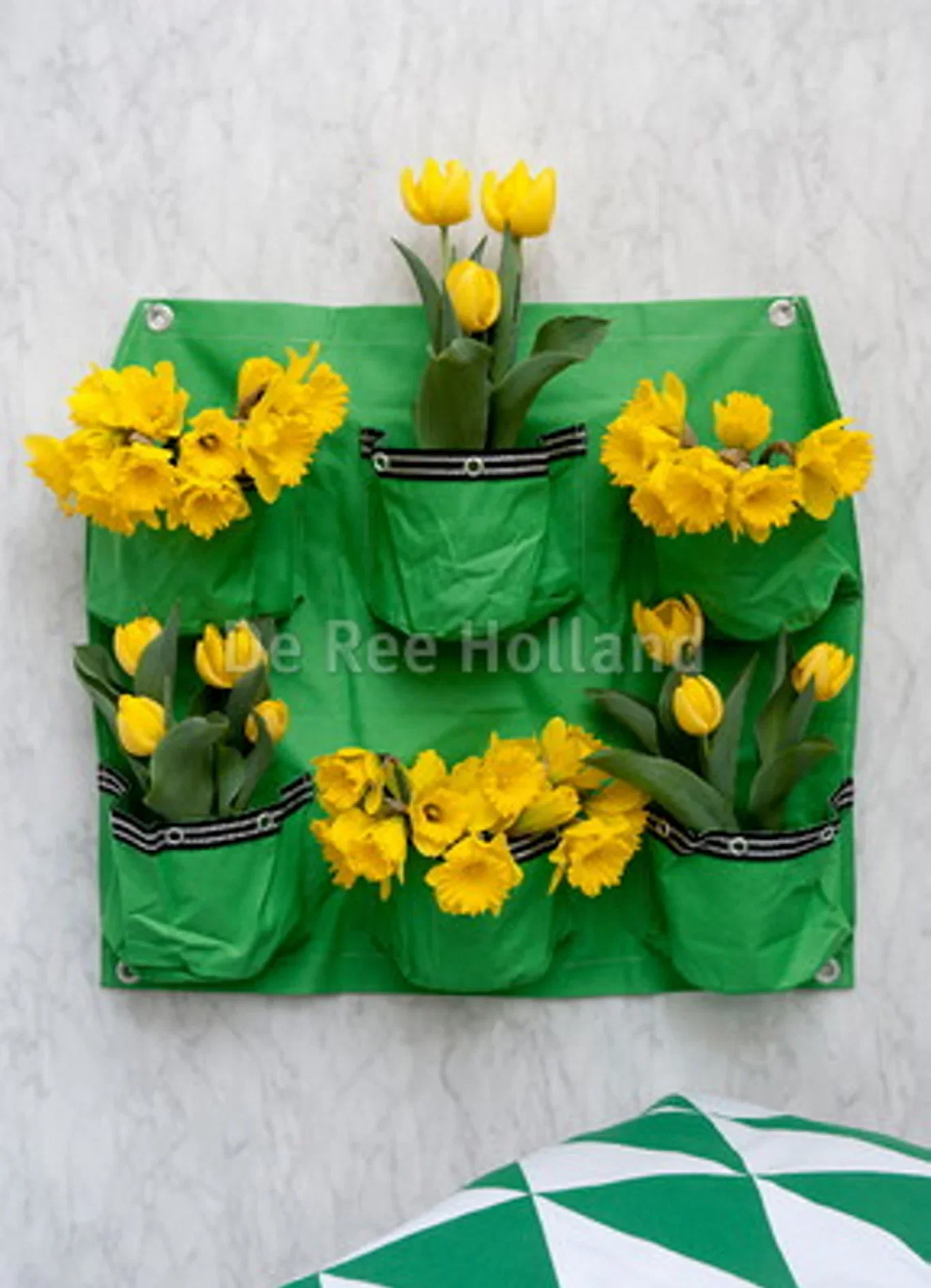 Narcissus Dutch Master  14/16 - 18 bulbs