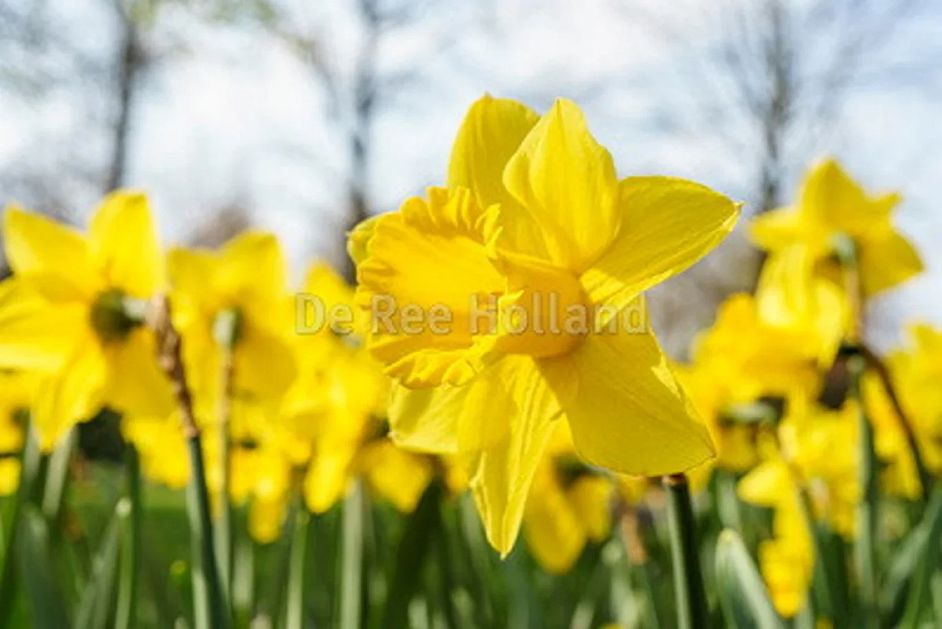 Narcissus Dutch Master  14/16 - 18 bulbs