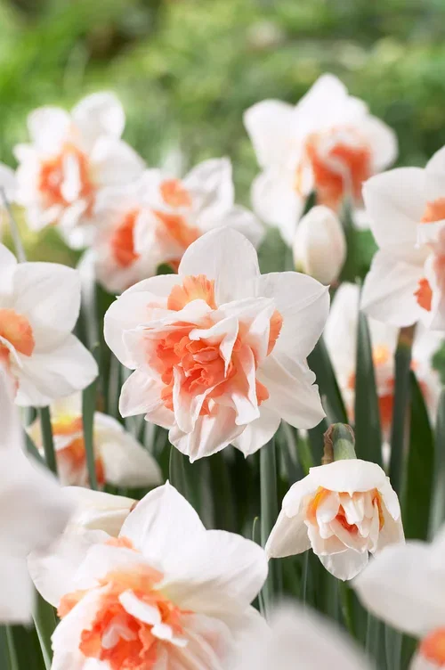 Narcissus Replete 12/14 white