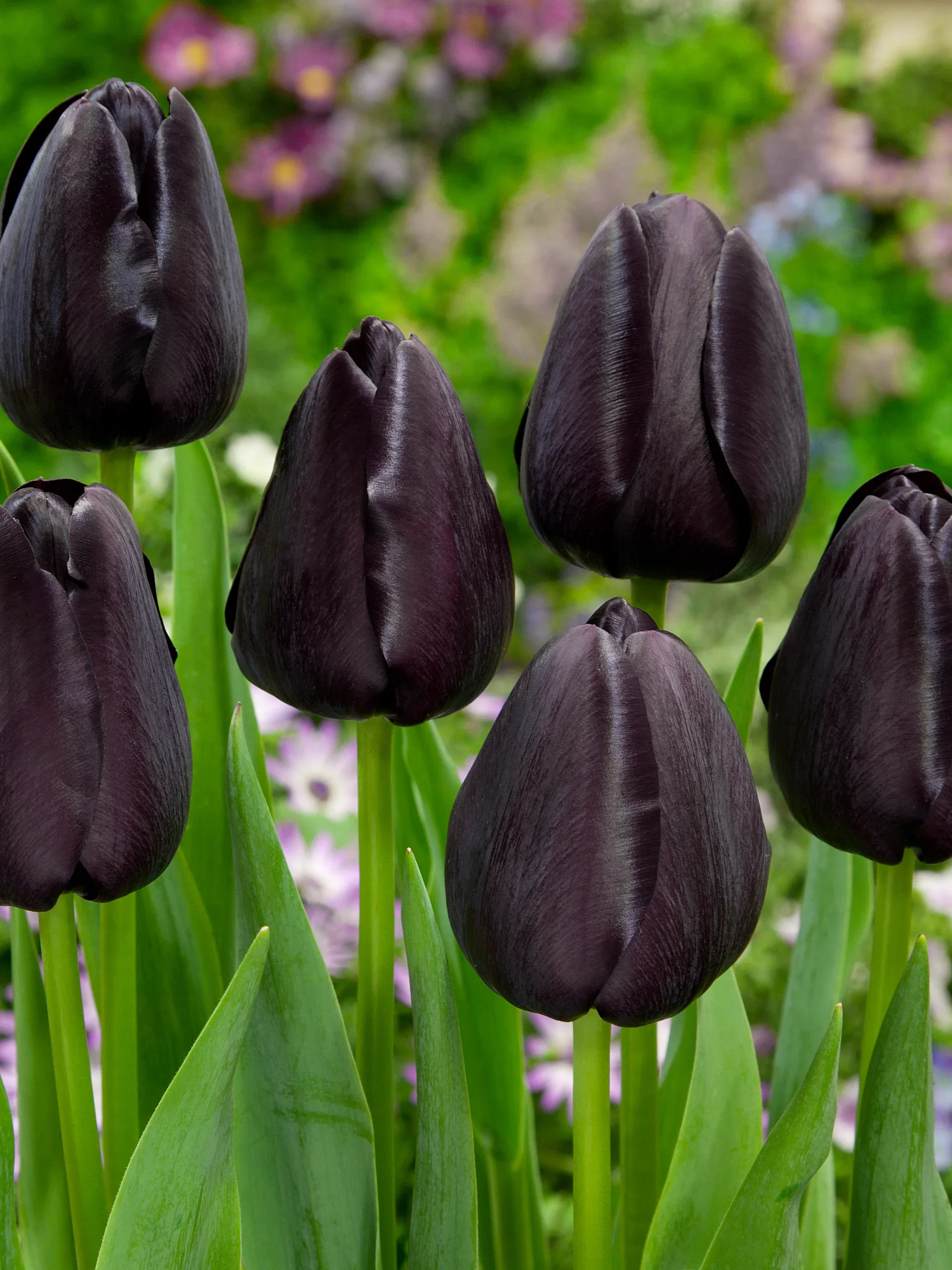Tulipa Queen Of Night - 6 bulbs