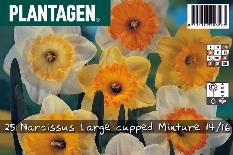 Narcissus Large Cupped Mix 14/