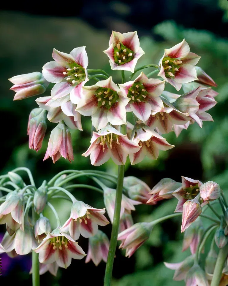 Allium Bulgaricum 8/  pink