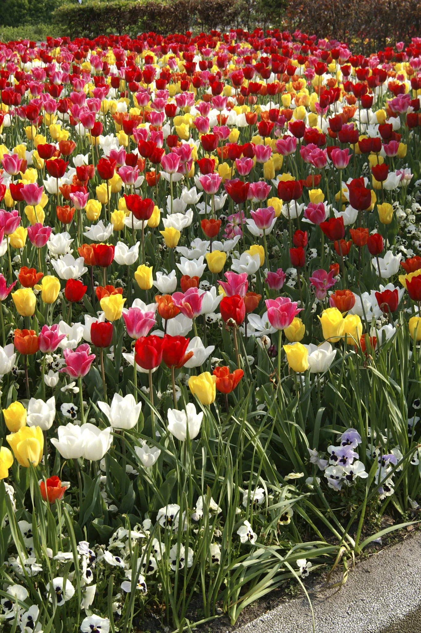 Tulip Mix Triumph - 15 bulbs