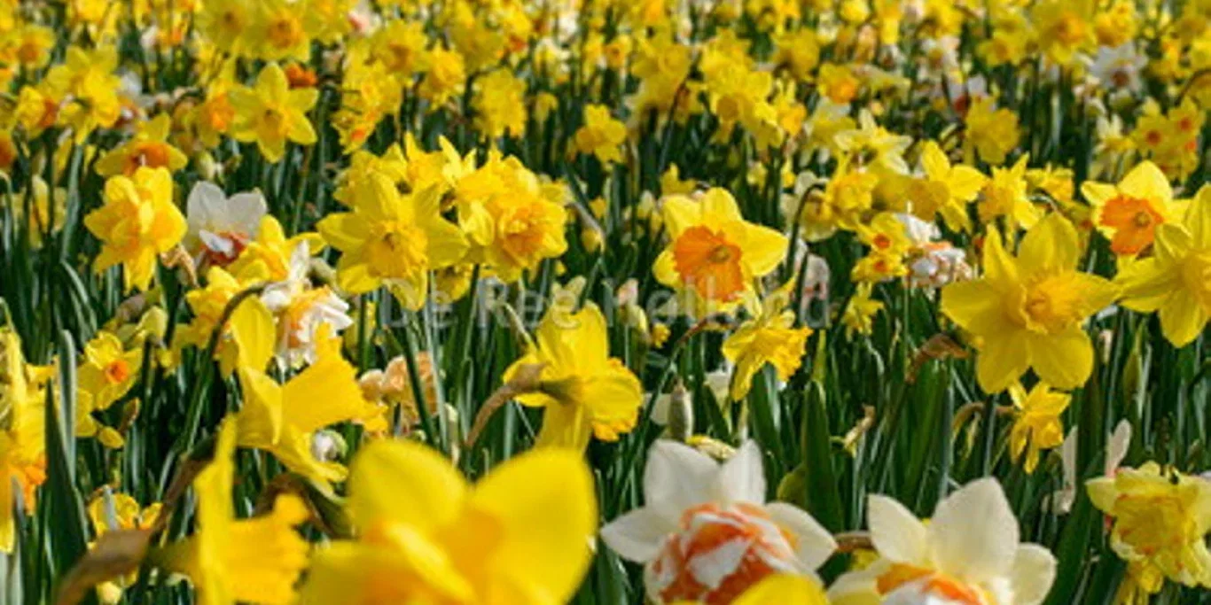 Narcissus Large Cupped Mix 14/