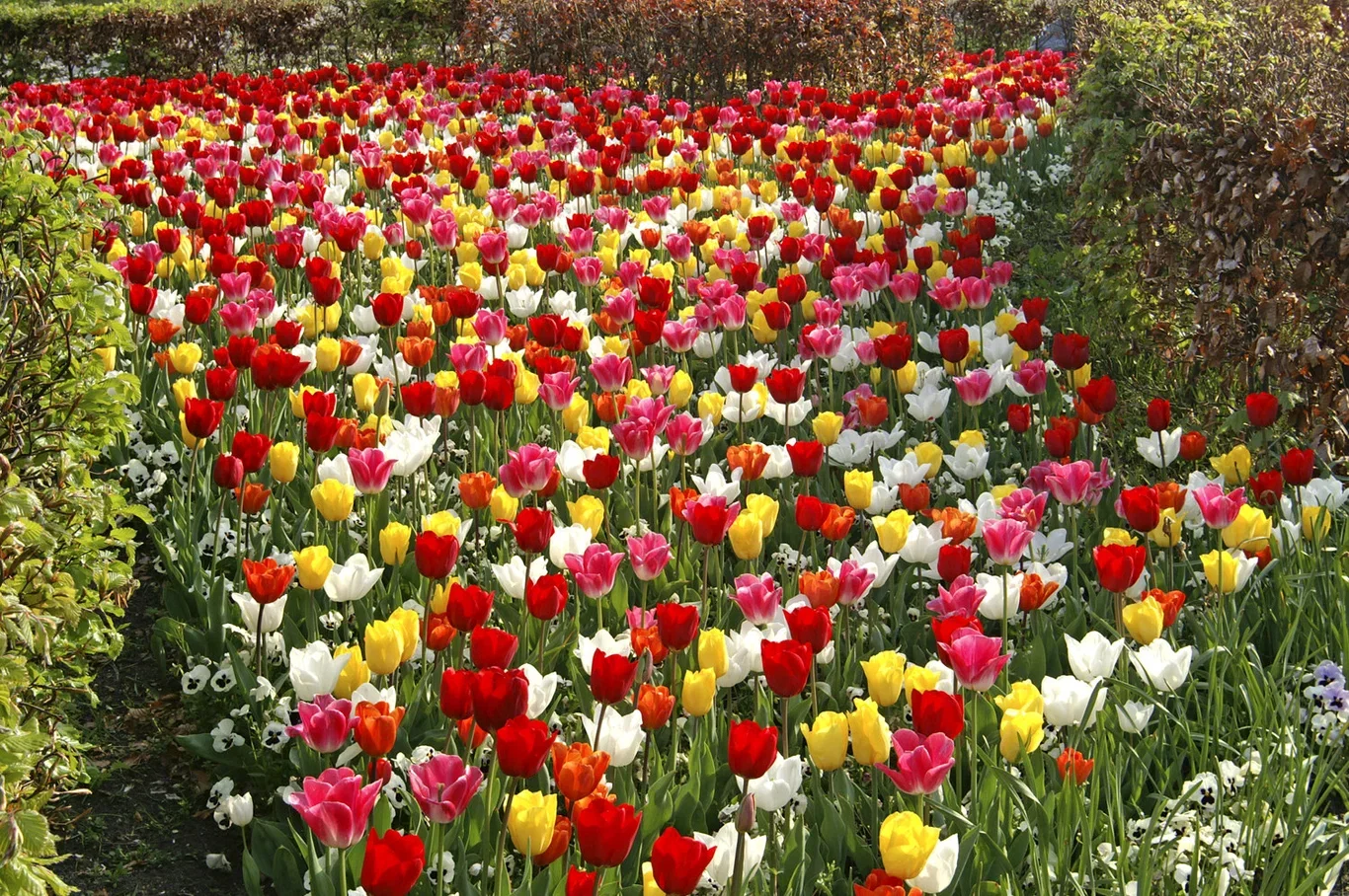 Tulip Mix Triumph - 15 bulbs