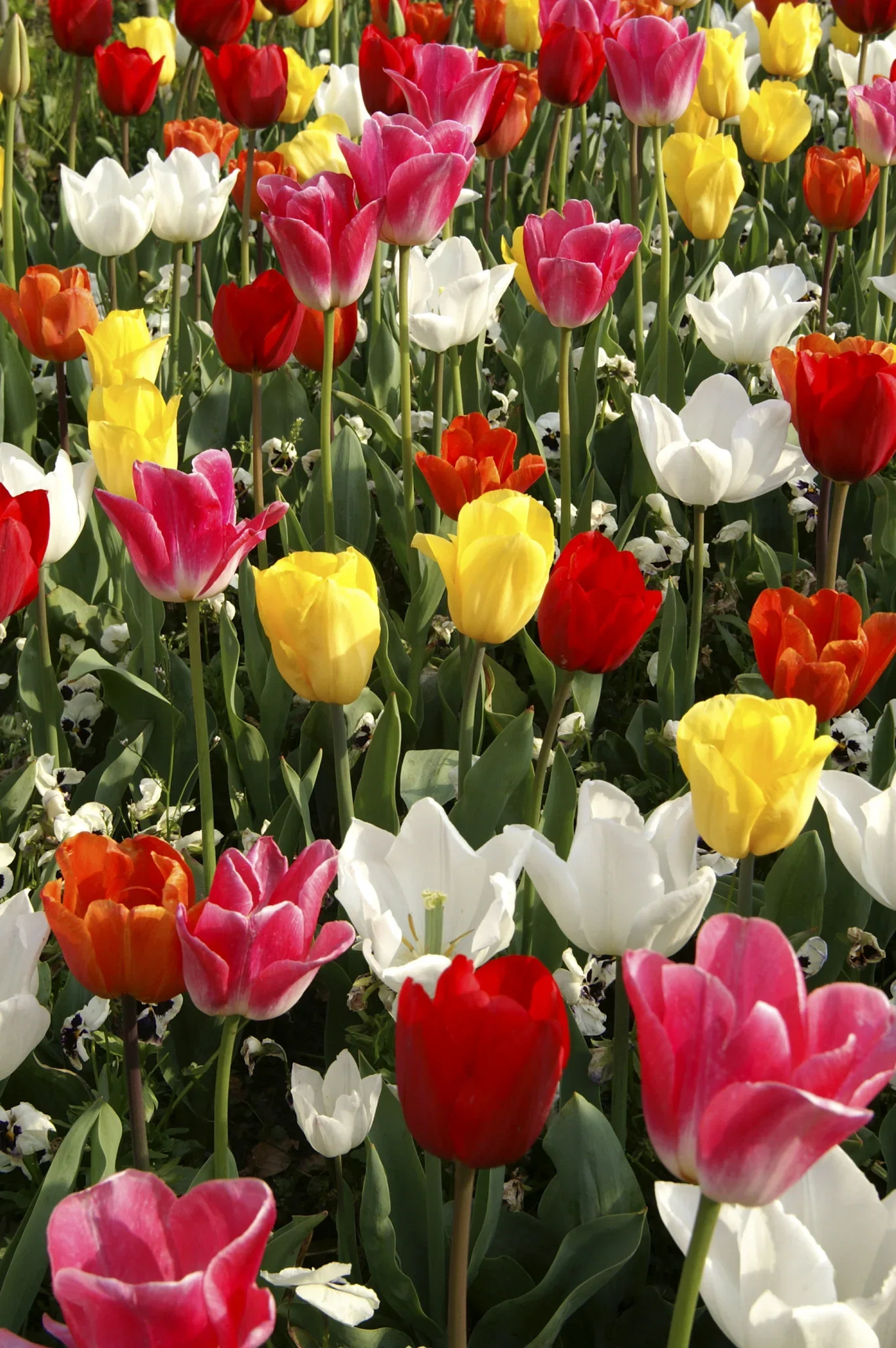 Tulip Mix Triumph - 15 bulbs