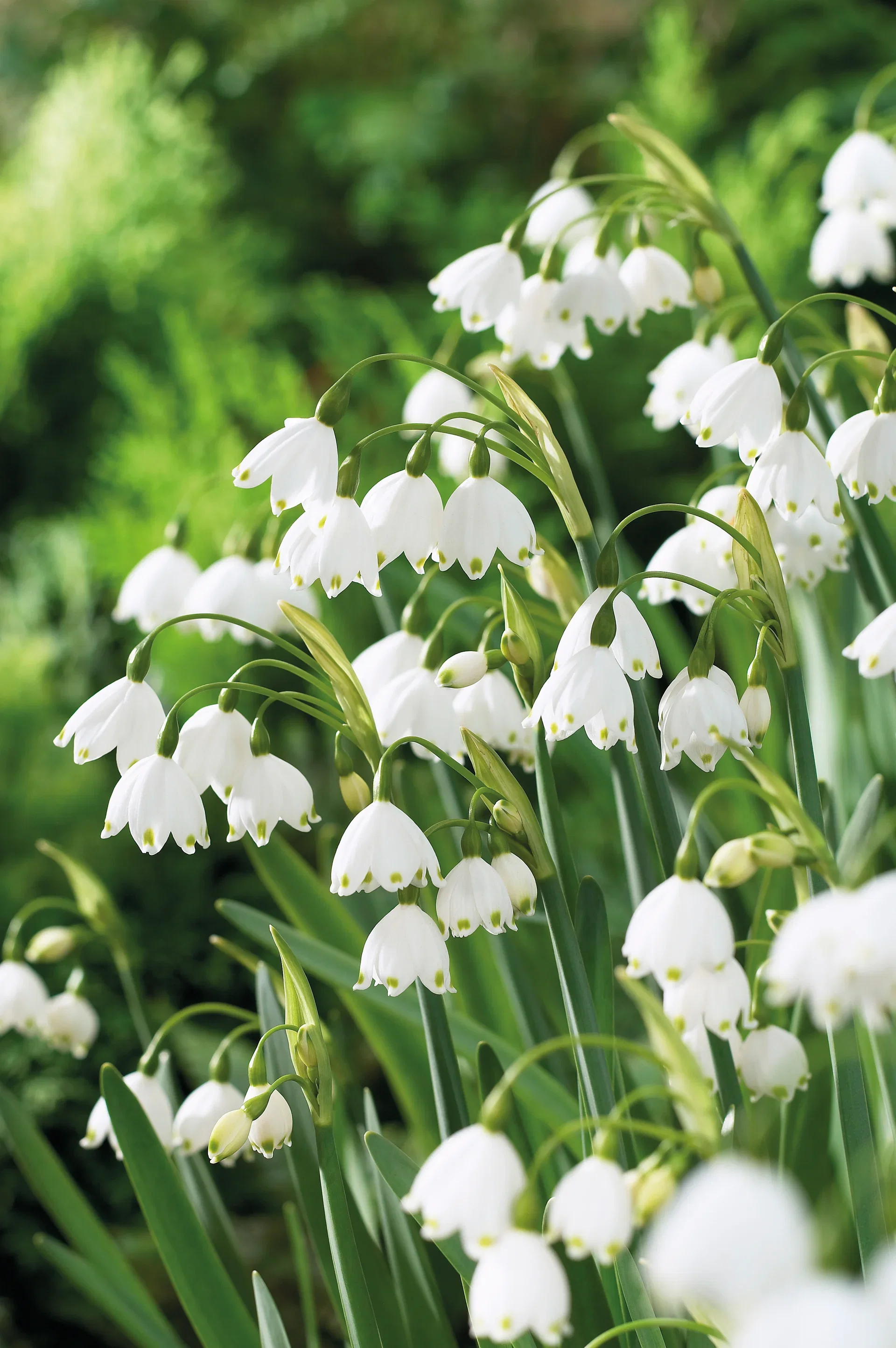 Misc. Leucojum Gravetye Giant