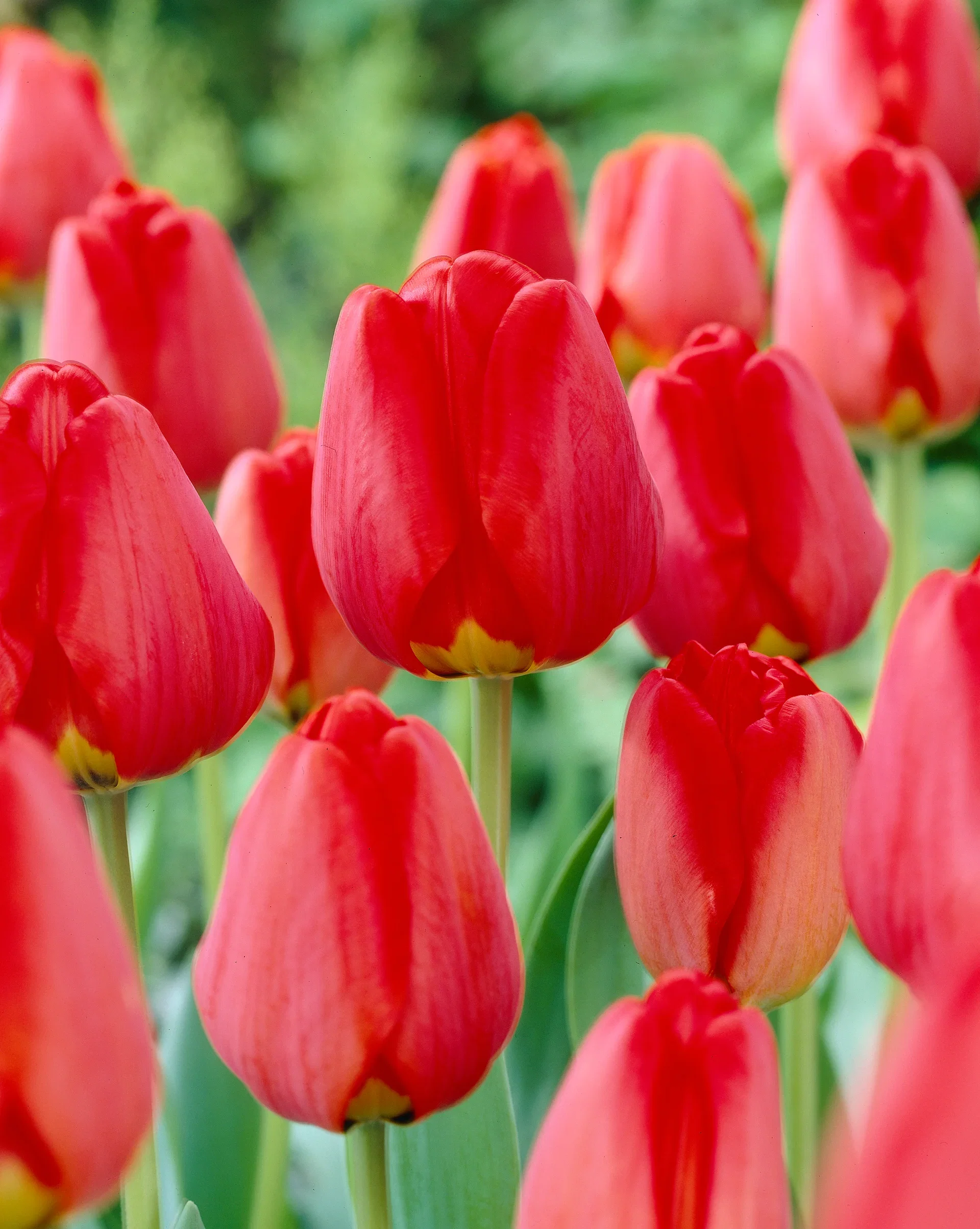 Tulipa Apeldoorn 11/12 red - 6 bulbs