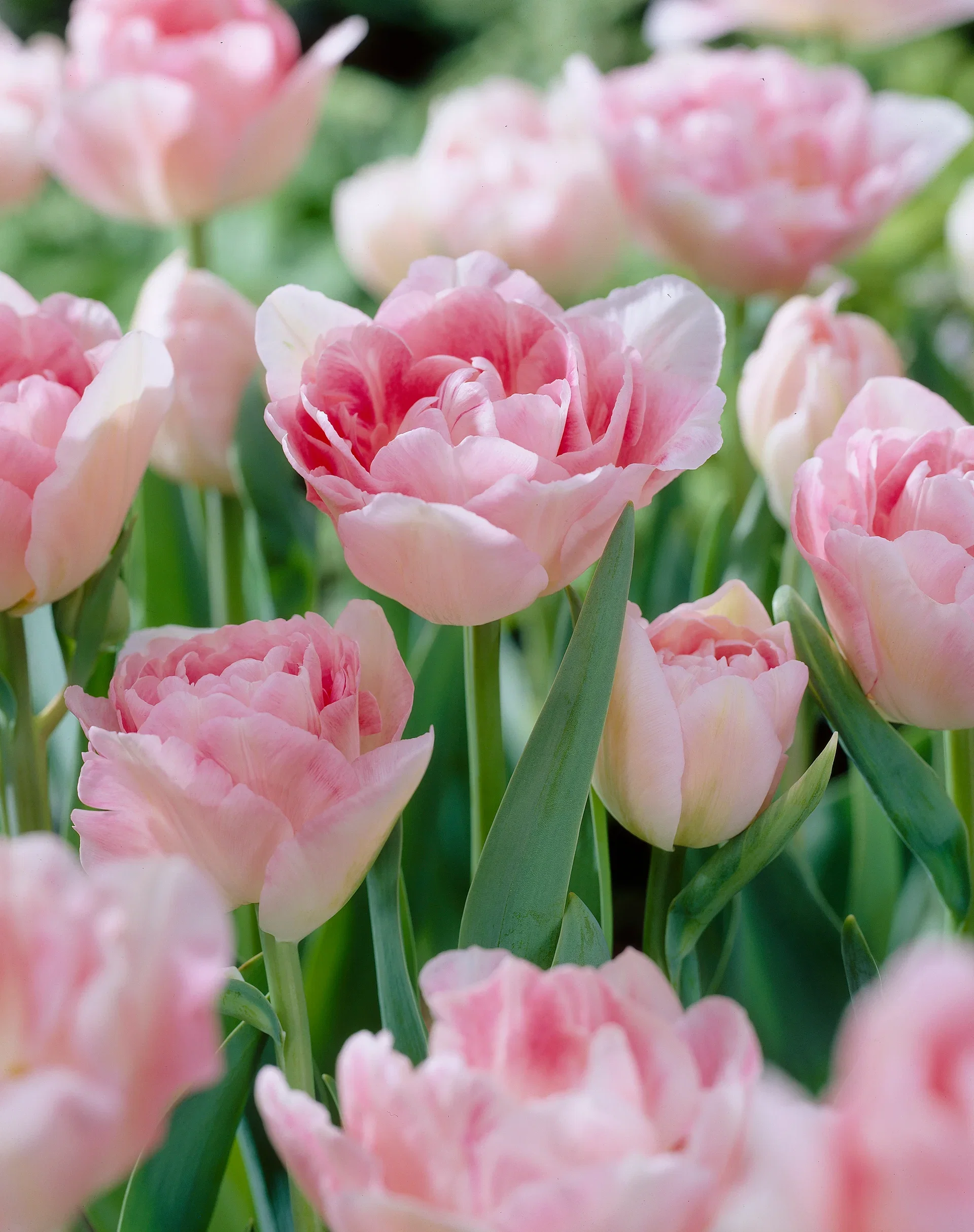 Tulipa Angelique 11/12 pink - 6 bulbs