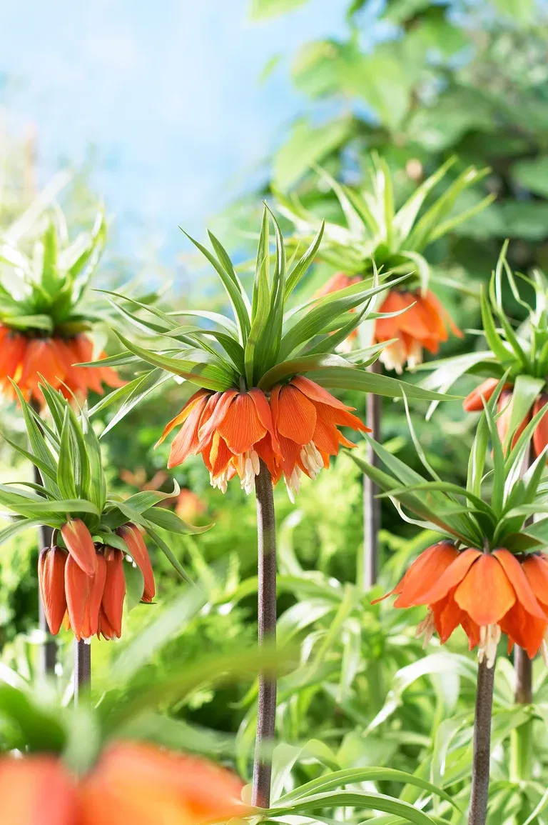 Fritillaria Fritillaria Imperi