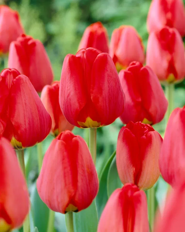 Tulipa Apeldoorn 11/12 red - 6 bulbs