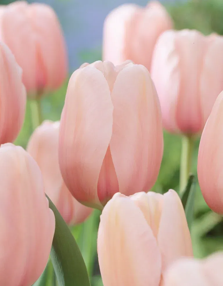 Tulipa Salmon Impression 11/12