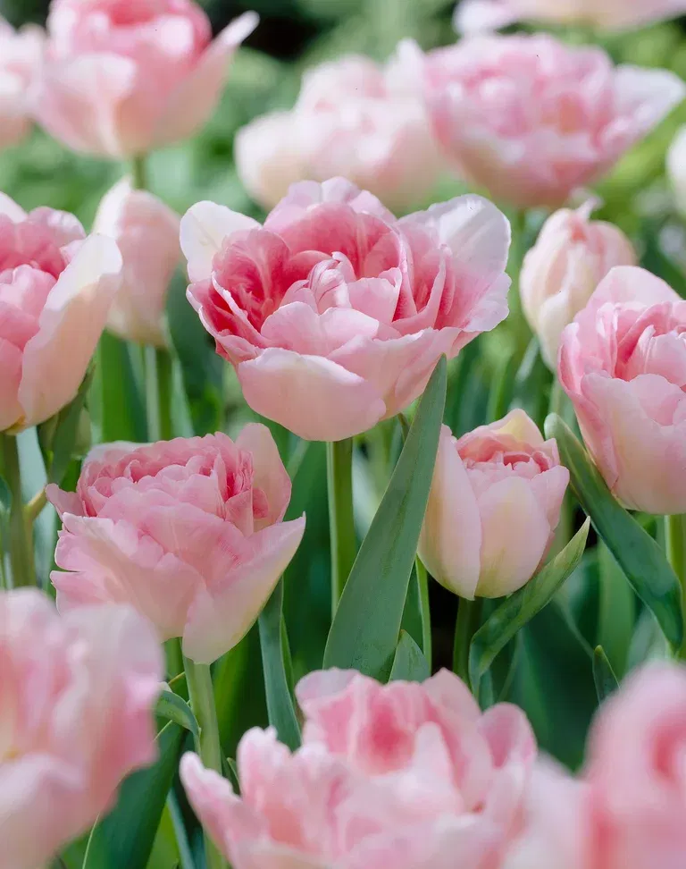 Tulipa Angelique 11/12 pink - 6 bulbs