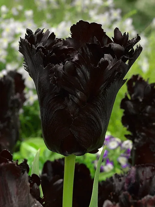 Tulipa Black Parrot 11/12 - 6 bulbs