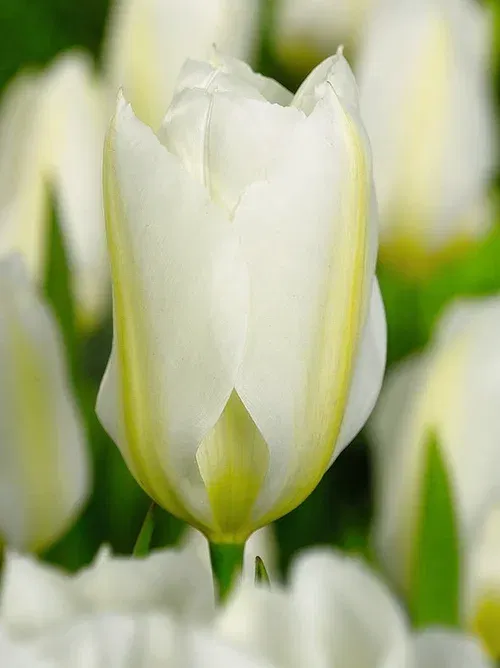Tulipa Purissima 11/12 white - 6 bulbs