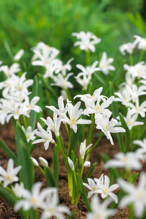 Misc. Chionodoxa Luciliae Alba