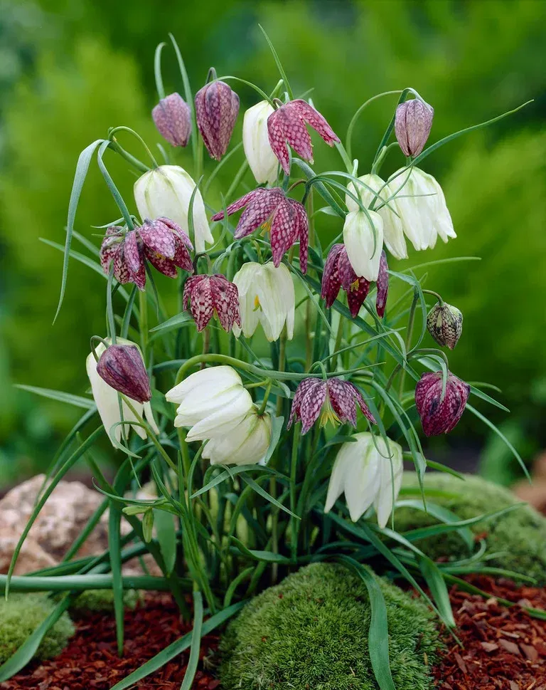 Fritillaria Fritillaria Meleag