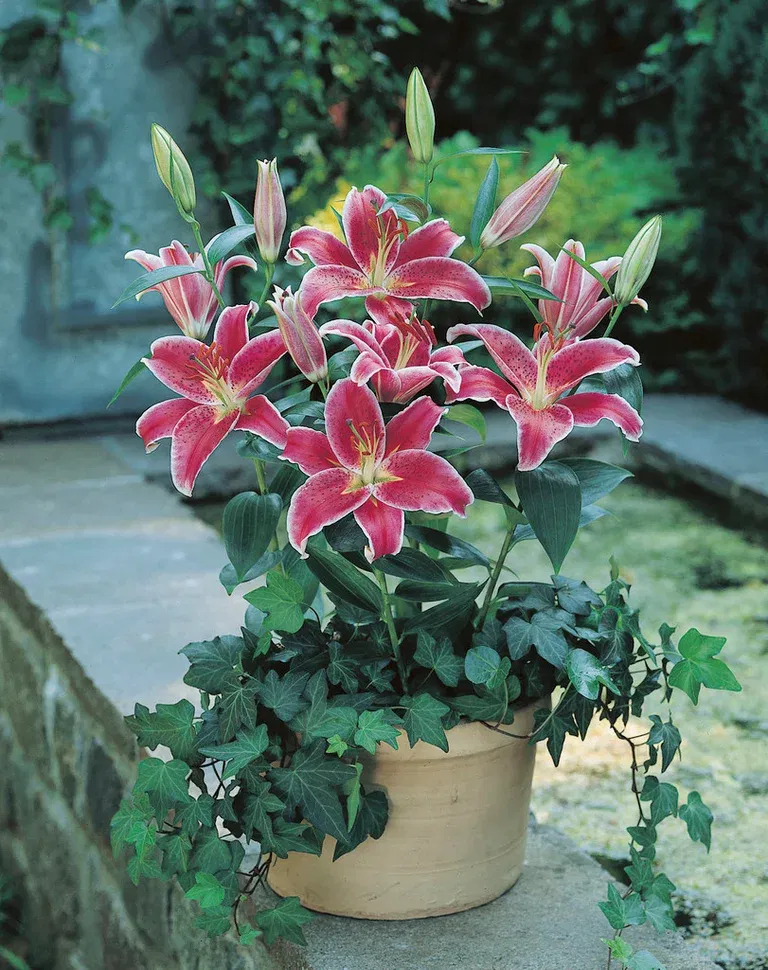 Lilium Stargazer 16/18 pink