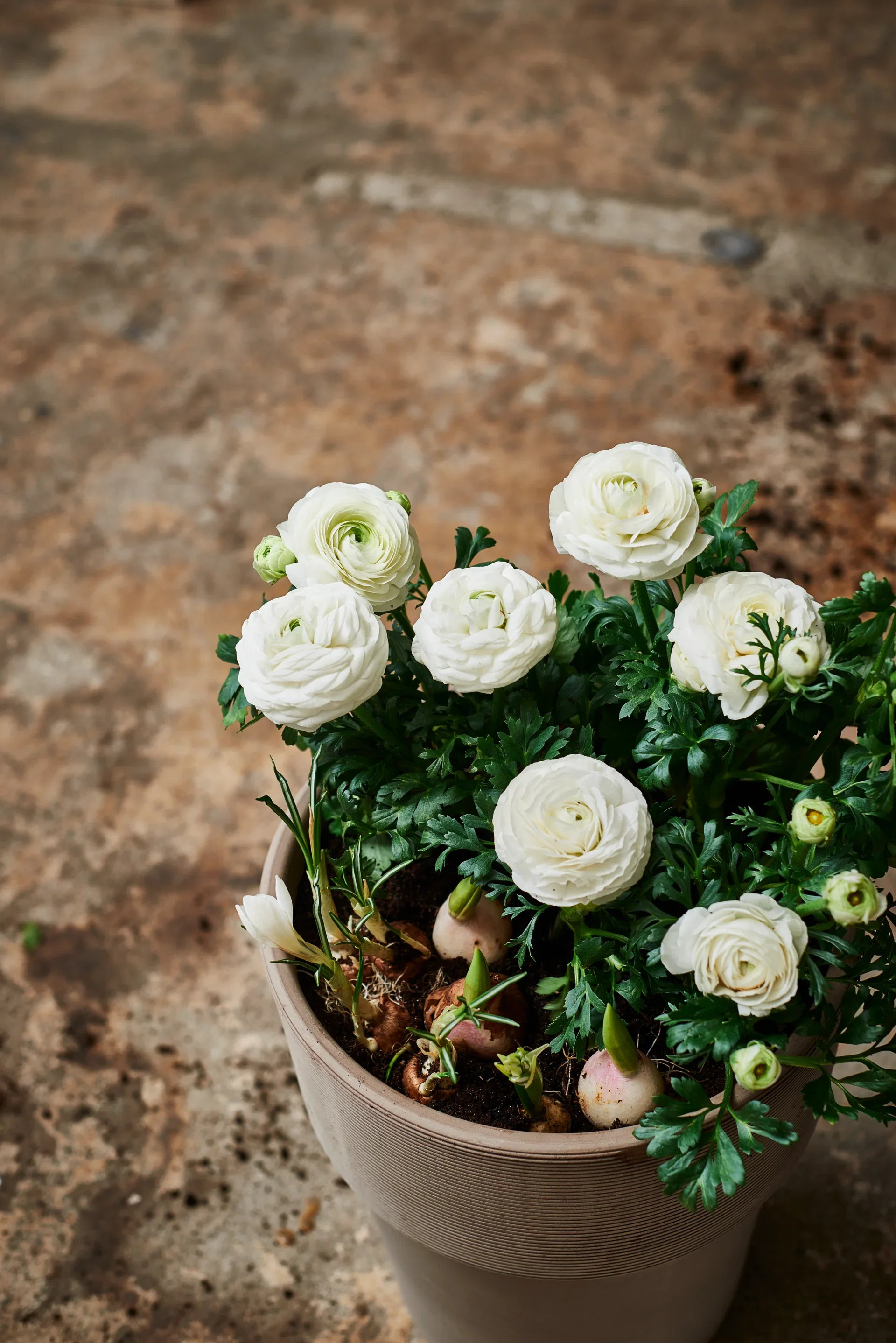 Crocus Jeanne D'Arc 8/9 white