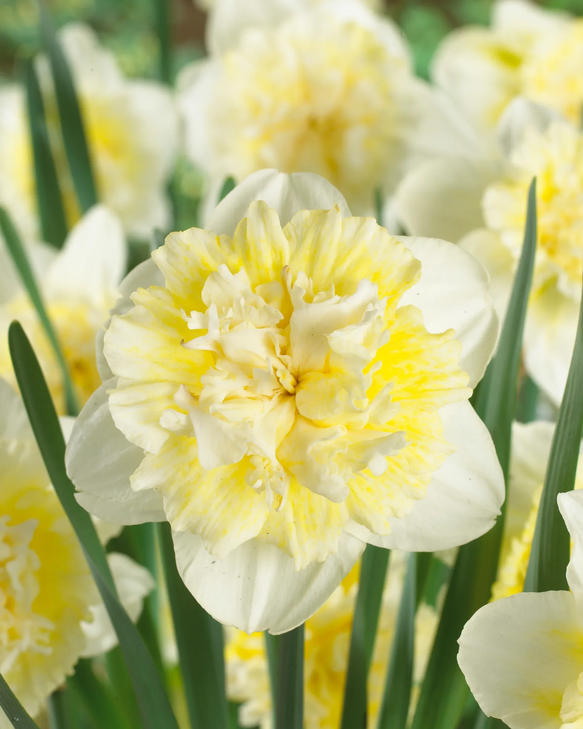 Narcissus Ice King 12/14 white