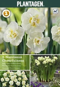 Narcissus Cheerfulness 12/14 w