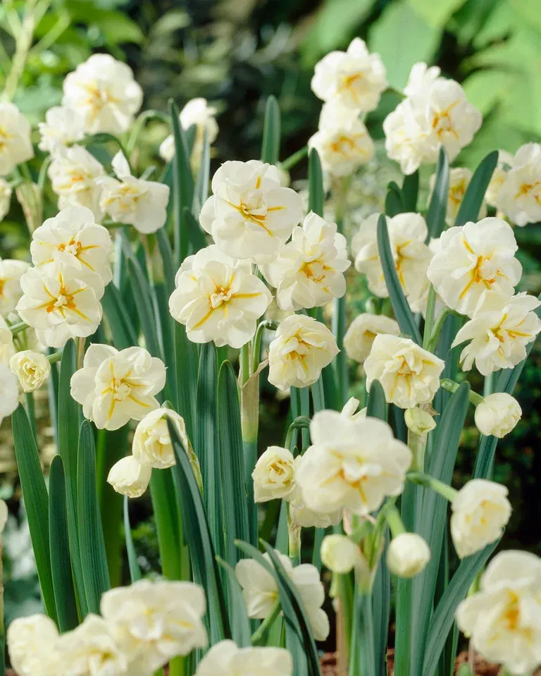 Narcissus Sir Winston Churchil