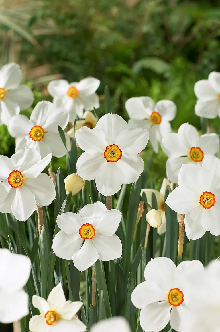 Narcissus Actaea 12/14 white