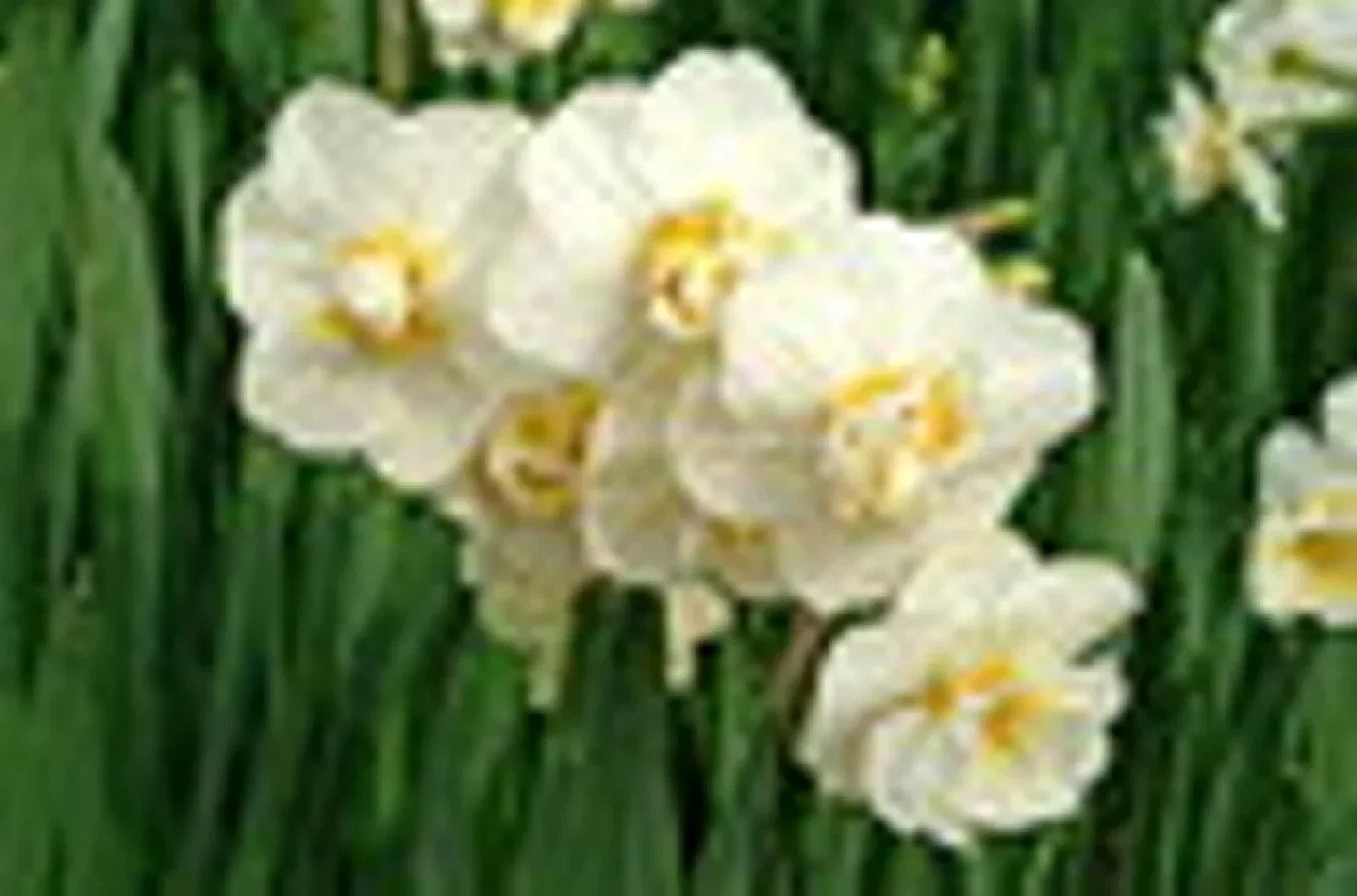 Narcissus Cheerfulness 12/14 w