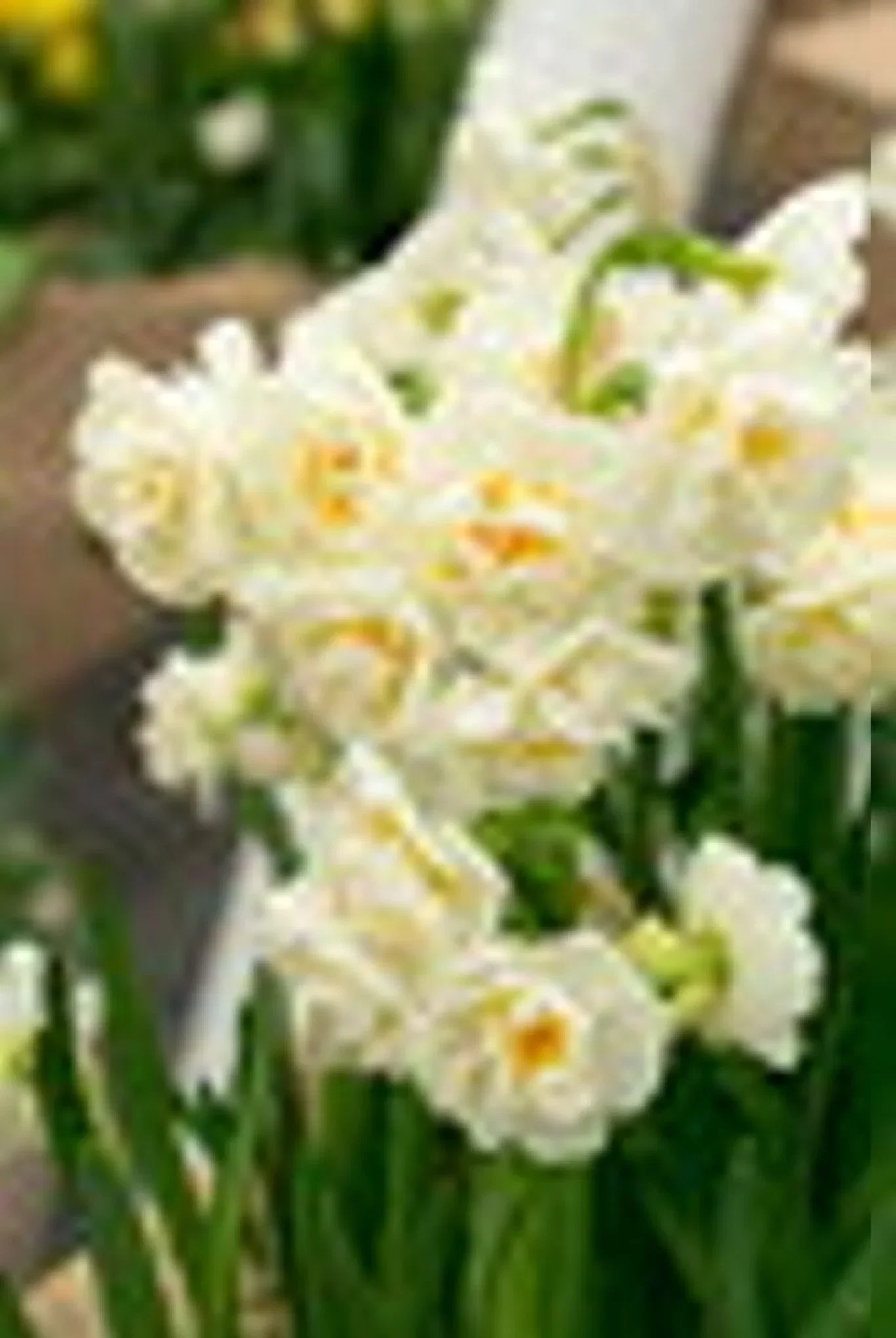 Narcissus Cheerfulness 12/14 w