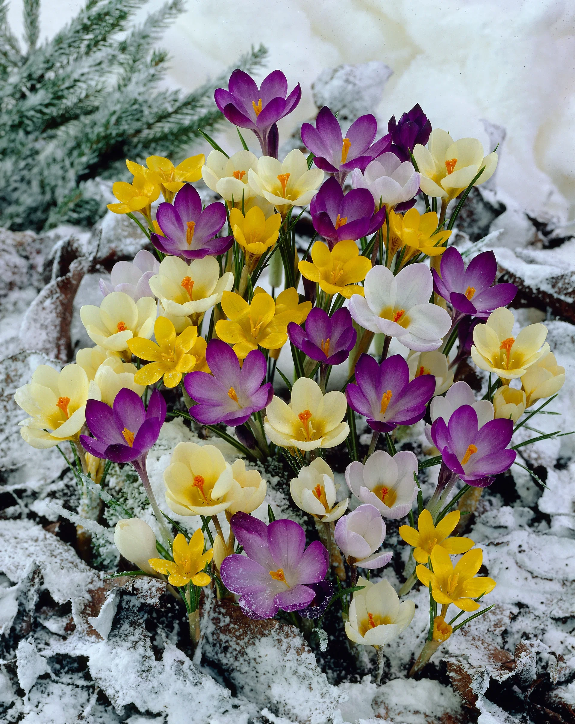 Crocus Botanical Mix 5/  mix