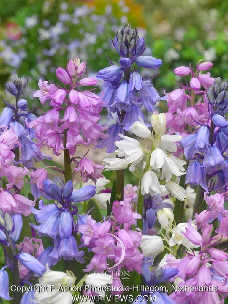 Misc. Scilla Campanulata Mix 7