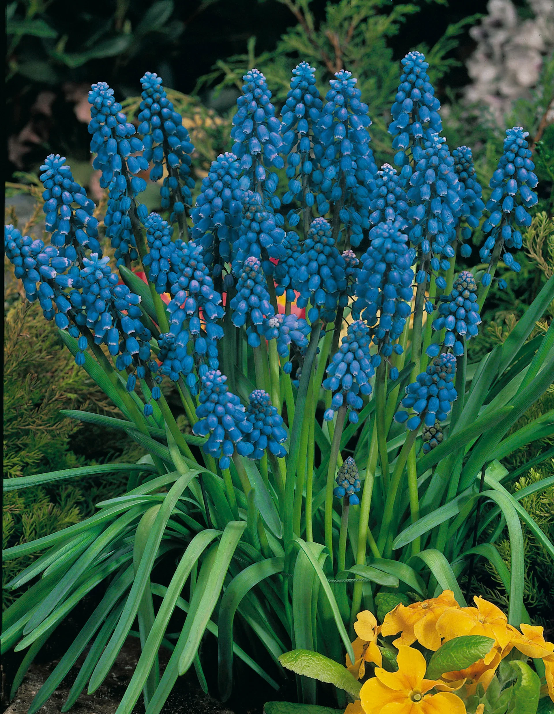 Muscari Muscari Armeniacum Blu