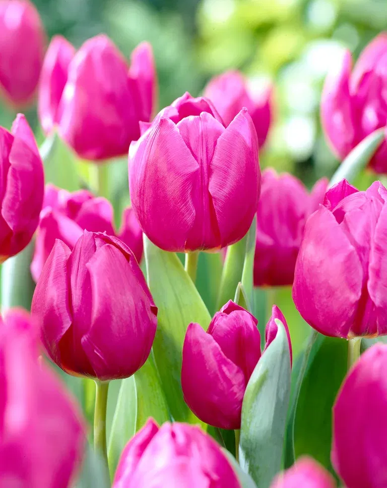 Tulipa Purple Prince 11/12 pur