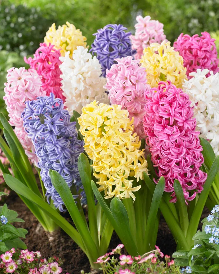 Hyacinth Hyazint Mix 15/16 mix