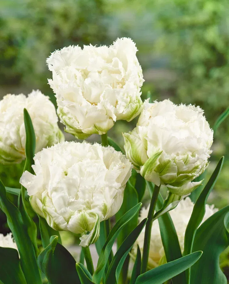 Tulipa Snow Crystal 11/12 - 6 bulbs