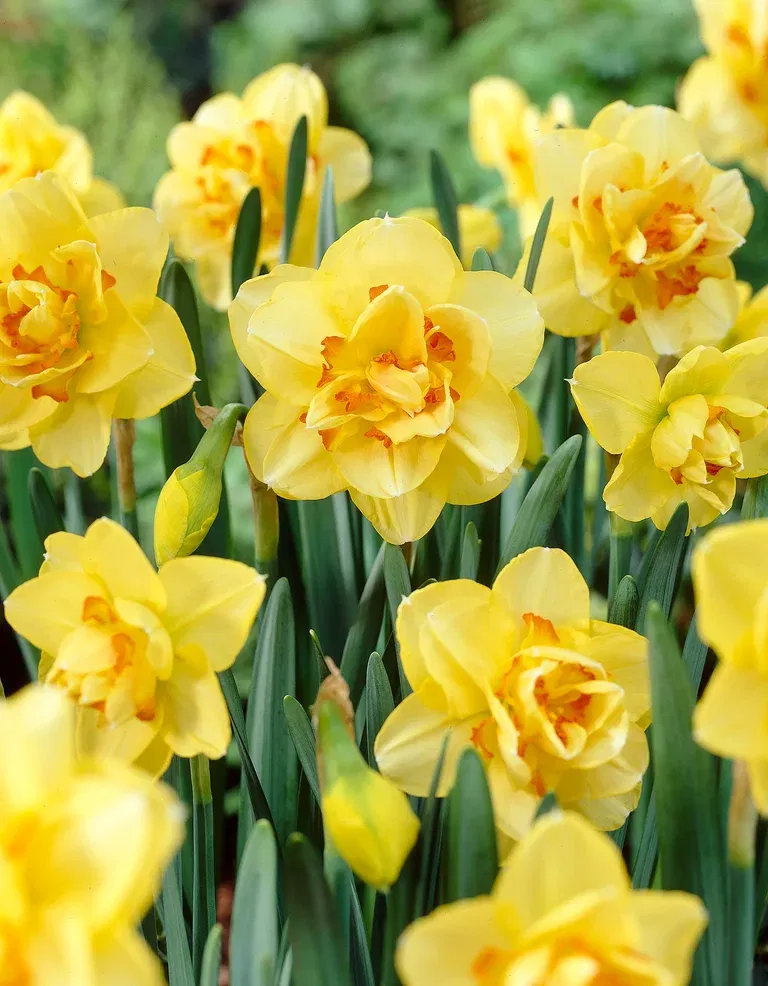 Narcissus Tahiti 12/14 yellow