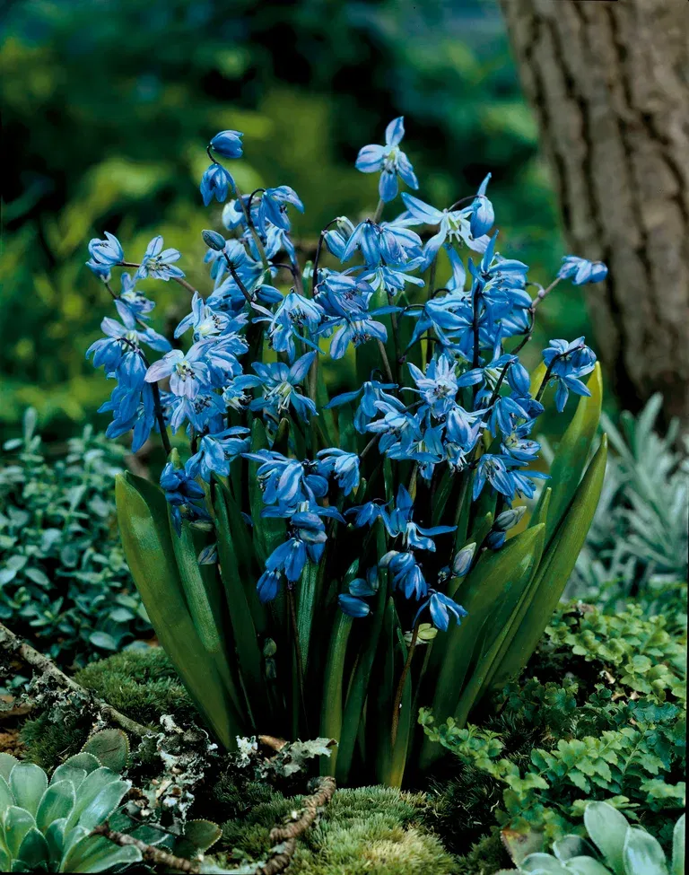 Misc. Scilla Siberica 6/7 blue