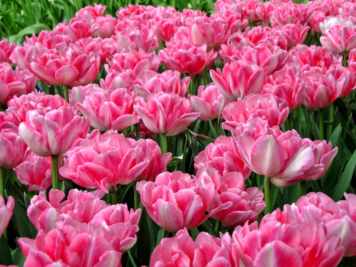 Tulipa Double Late Foxtrot - 15 bulbs