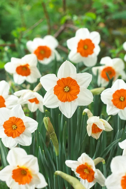 Narcissus Prof Einstein 12/14