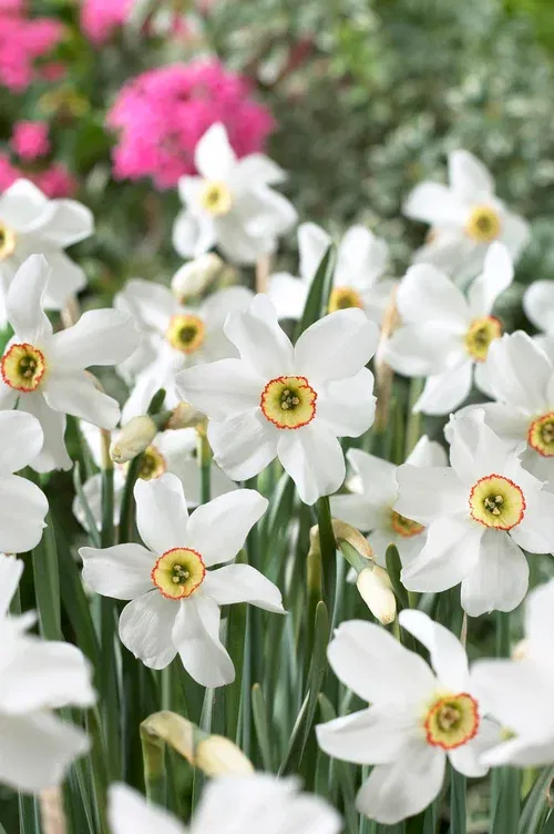 Narcissus Recurves 12/14 white